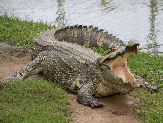 bhitarkanika crocodile