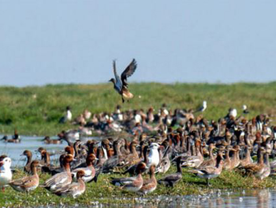chilika lake birds